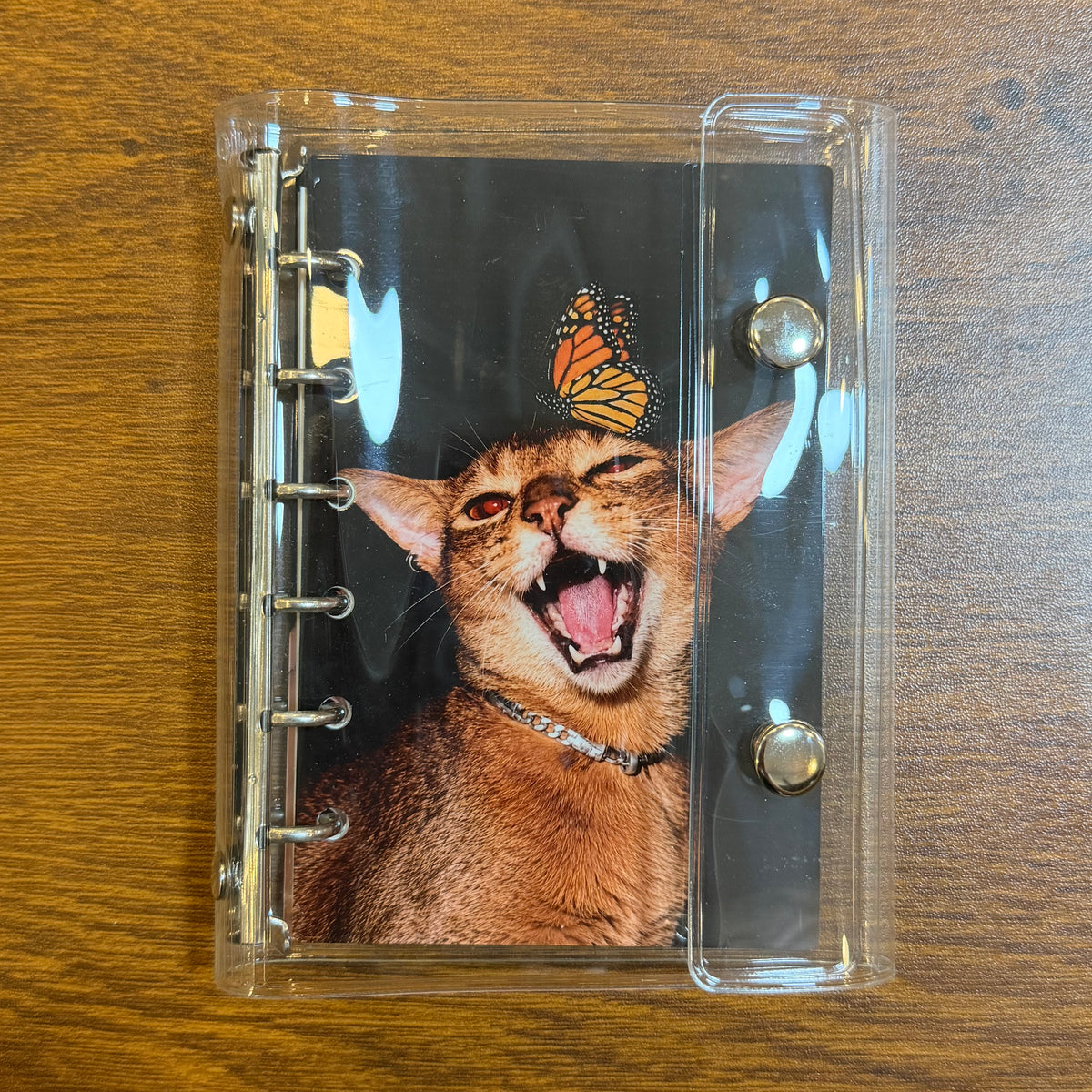 CAT&BUTEERFLY/DISPLAY ONLY